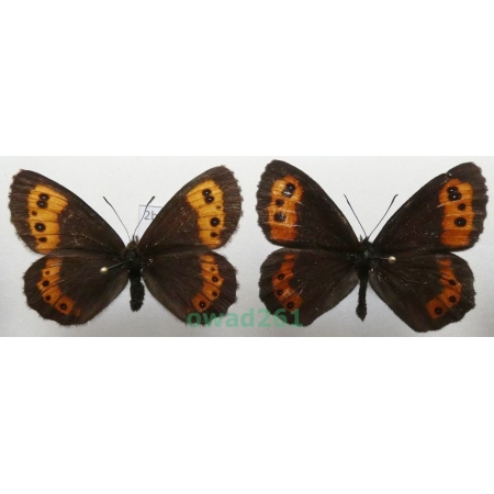 Erebia euryale (Esper, 1805) pair Czech2b